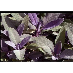 Salvia officinalis 'Purpurascens'