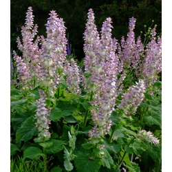 Salvia sclarea