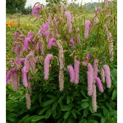 Sanguisorba hakusanensis 'Lilac Squirrel'