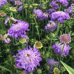 Scabiosa columbaria 'Butterfly Blue'