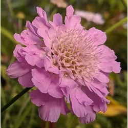 Scabiosa columbaria 'Kudo Pink'