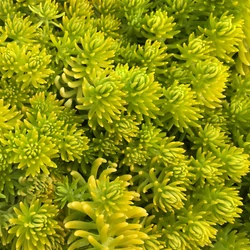 Sedum acre 'Aureum'