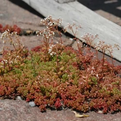 Sedum album 'Coral Carpet'