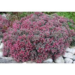Sedum cauticola 'Lidakense'
