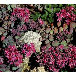 Sedum cauticola 'Robustum'