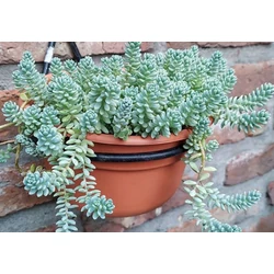Sedum dasyphyllum