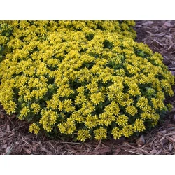 Sedum kamtschaticum 'Little Miss Sunshine'