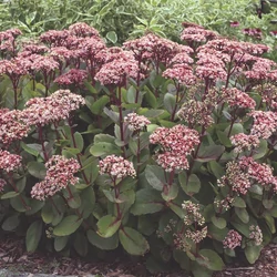 Sedum telephium 'Matrona'