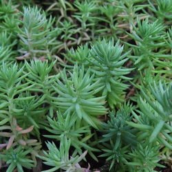 Sedum reflexum