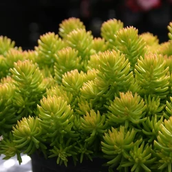 Sedum reflexum 'Yellow Cushion Compact'