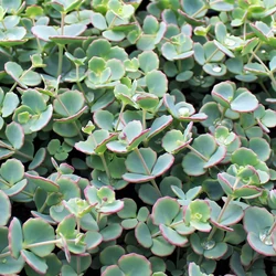 Sedum sieboldii