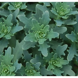 Sedum spectabile 'Thundercloud'