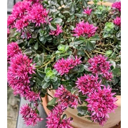 Sedum spurium 'Deep Rose'