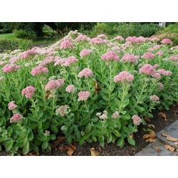 Sedum telephium