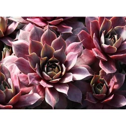 Sempervivum 'Purple Passion'