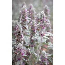 Stachys byzantina