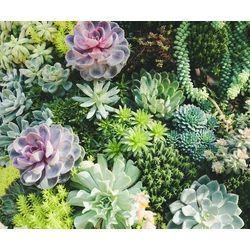 Succulens mix