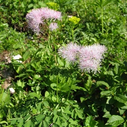 Thalictrum aquilegifolium