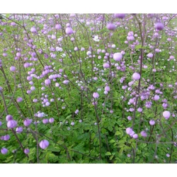 Thalictrum delavayi