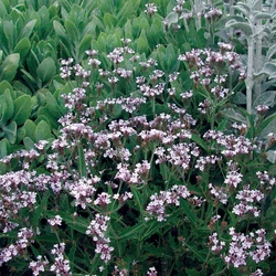 Verbena 'Seabrook's Lavender'