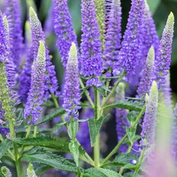 Veronica longifolia 'First Glory'