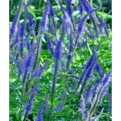 Veronicastrum sibiricum 'Lapis Lazuli'