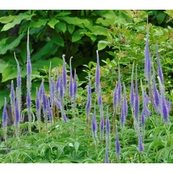 Veronicastrum sachalinense 'Manhattan Skyline'