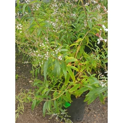 Aloysia triphylla