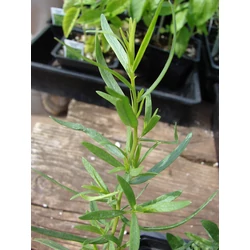Aloe orvosi - Aloe Vera 15/20cm K12cm - Borhy Kertszet