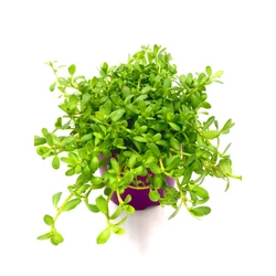 Bacopa monnieri