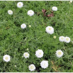 Chamaemelum nobile 'Plena'