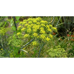 Foeniculum vulgare