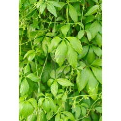 Gynostemma pentaphyllum