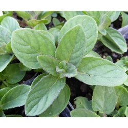 Menta citrom - Mentha spicata 'Sweet Lemon' 10/20 cm K12cm