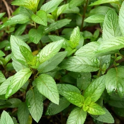 Mentha piperita 'Citrata'