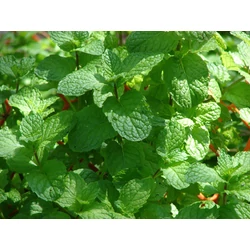 Mentha spicata