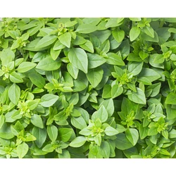 Bazsalikom görög - Ocimum greece 15/20cm  K12cm