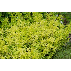 Origanum vulgare 'Goldtaler'