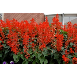 Salvia rutilans