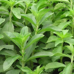 Stevia rebaudiana