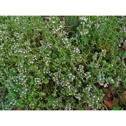 Thymus vulgaris