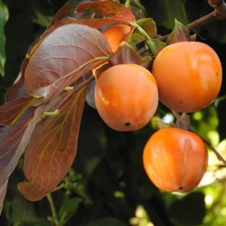 Diospyros kaki 'Cioccolatino'