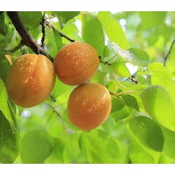 Prunus armeniaca 'Ananászkajszi'