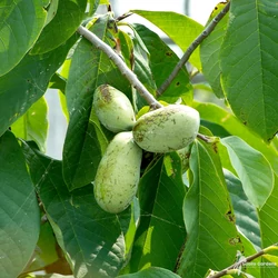 Asimina triloba