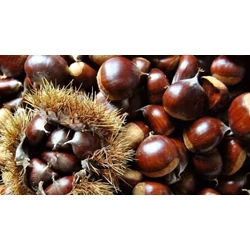 Castanea sativa 'Kőszegszerdahelyi 29'