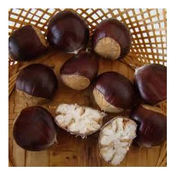 Castanea sativa 'Nagyszamosi 29'