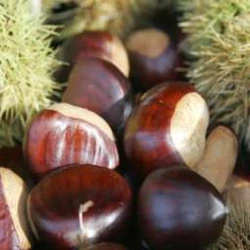 Castanea sativa 'Nagyszamosi 29'