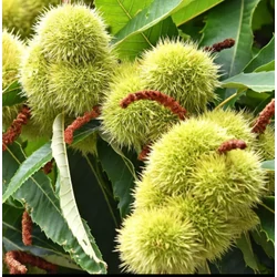 Castanea sativa 'Lyon'