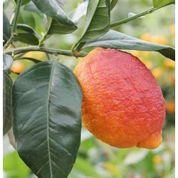 Citrus volkameriana