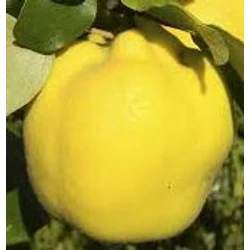 Cydonia oblonga 'Mezőtúri'